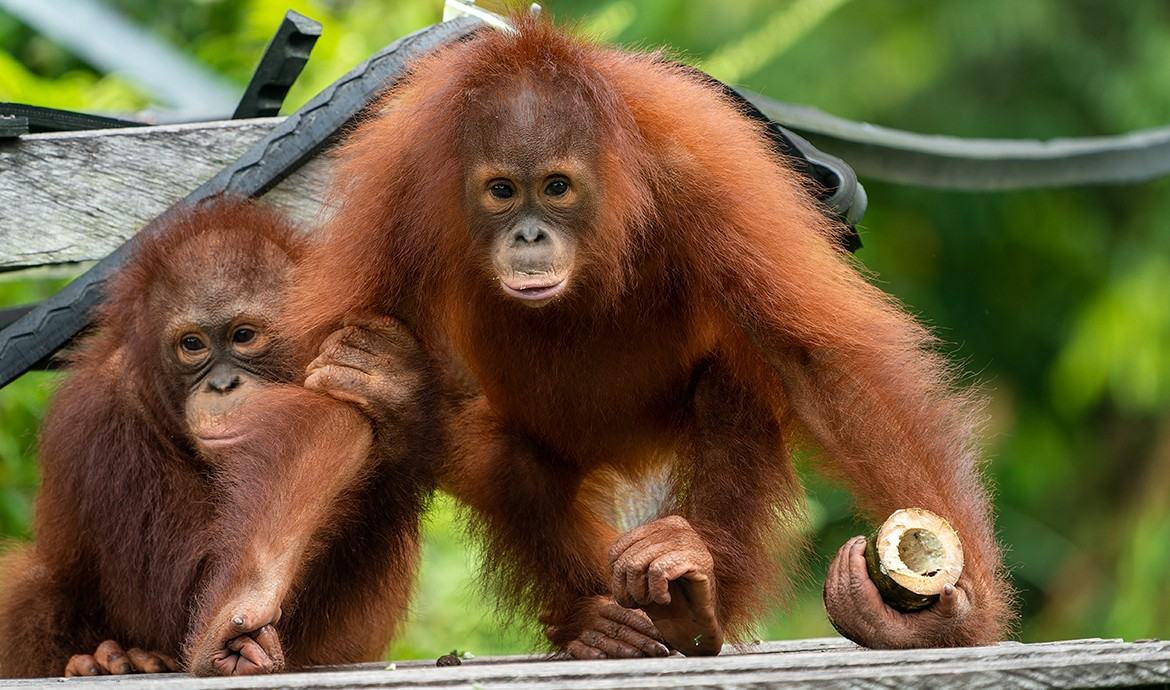 BOS Foundation — Borneo Orangutan Survival