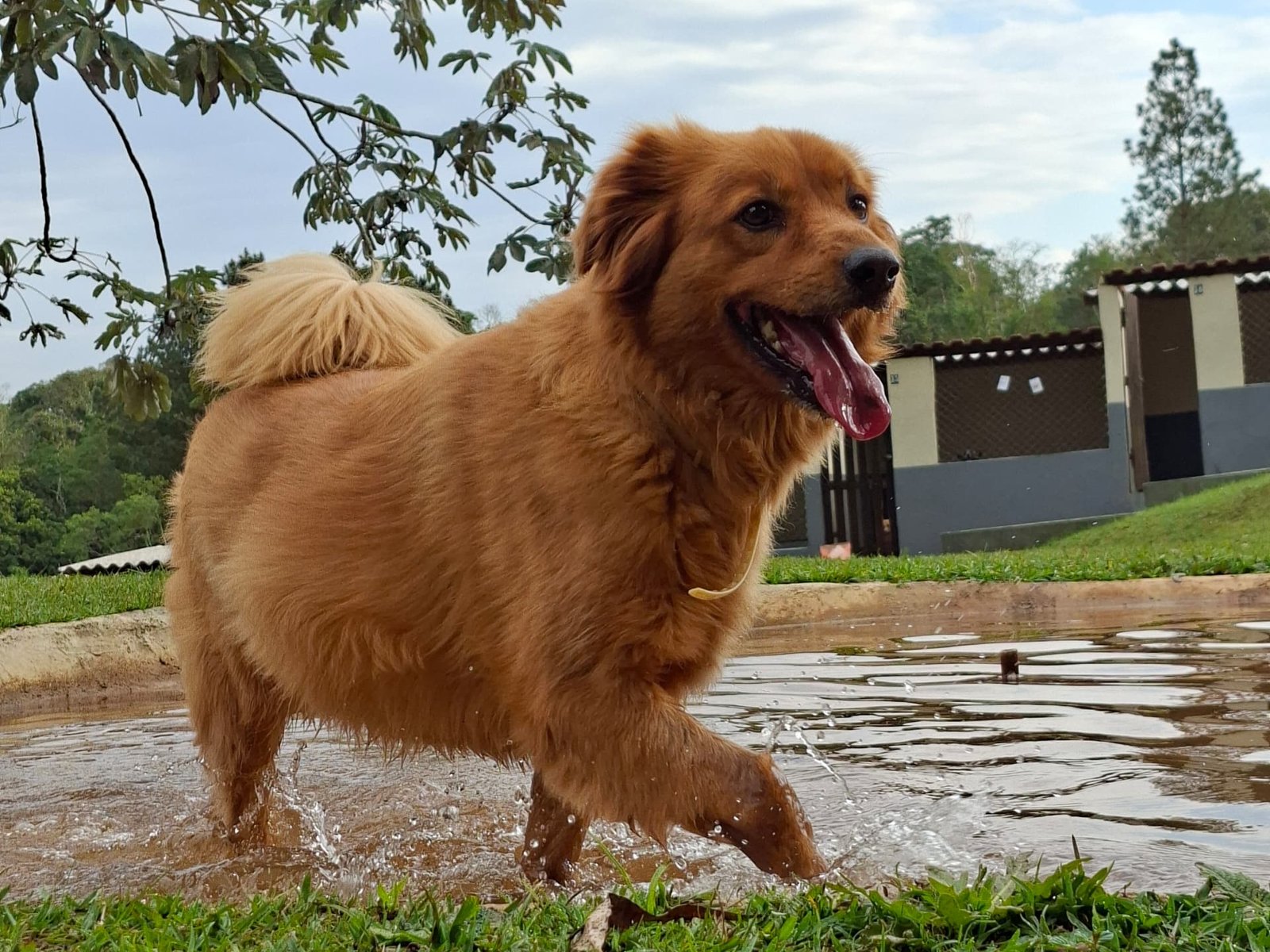 Cão Sem Dono