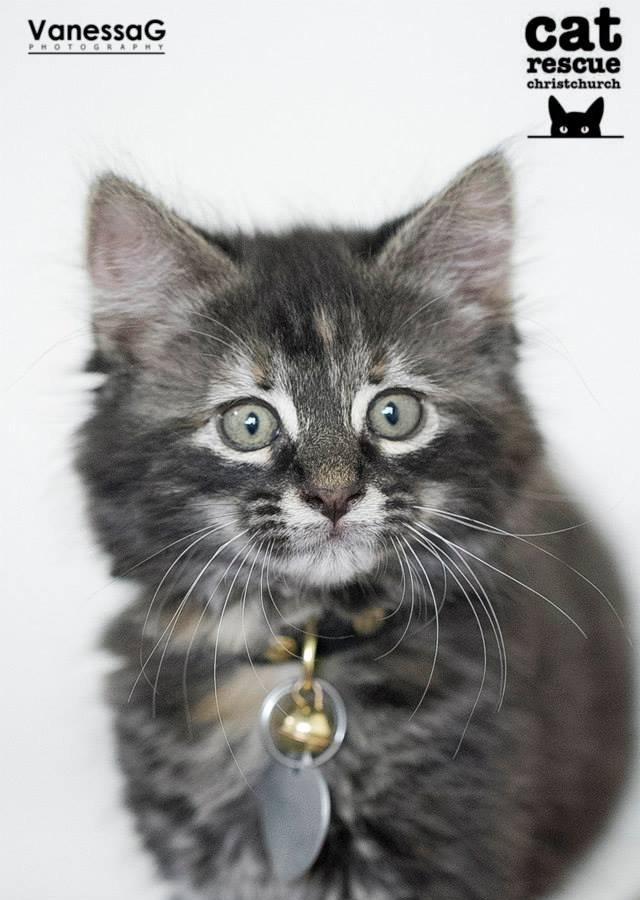 Cat Rescue Christchurch