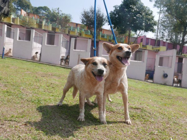 Clube dos Vira-Latas