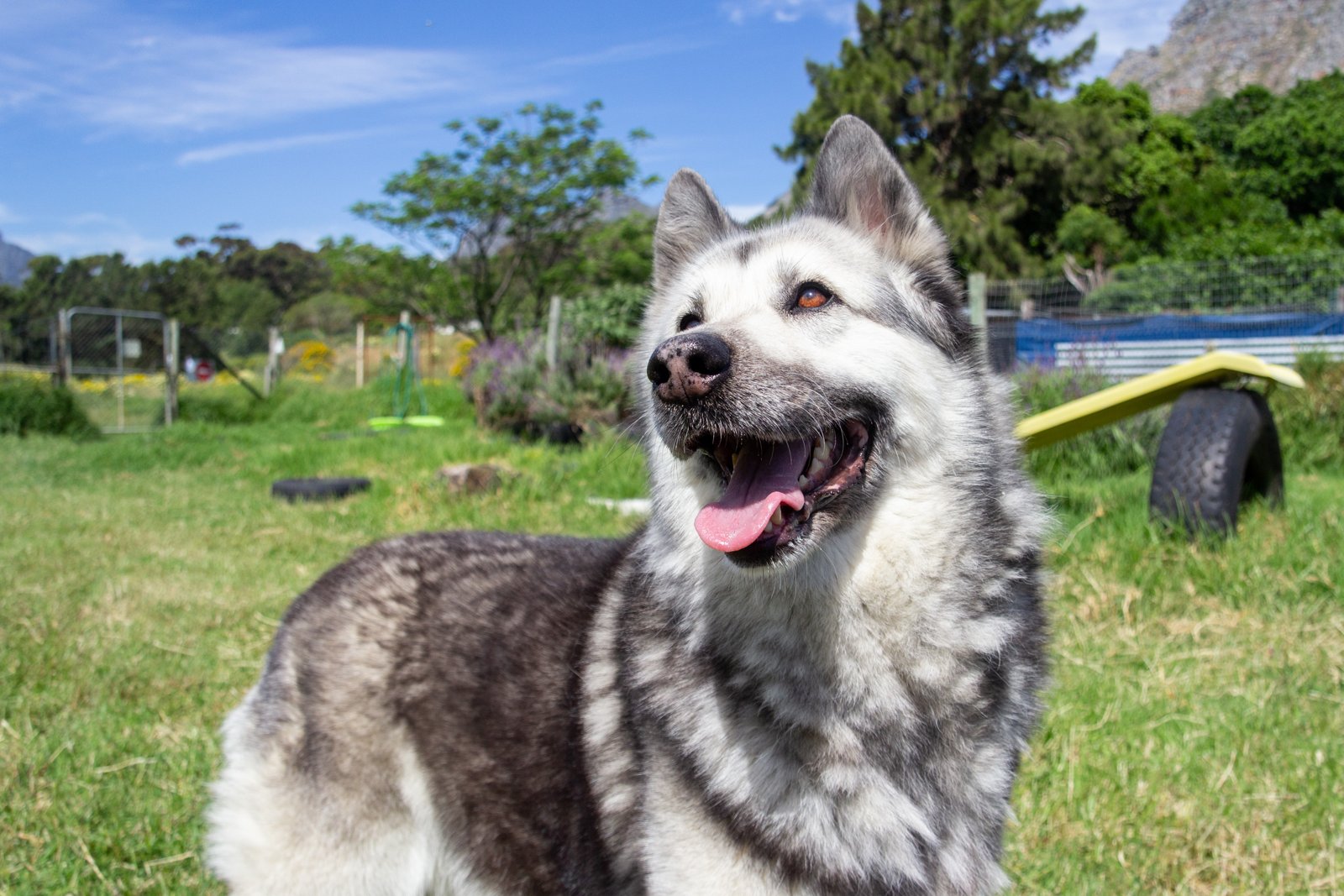 DARG — Domestic Animal Rescue Group