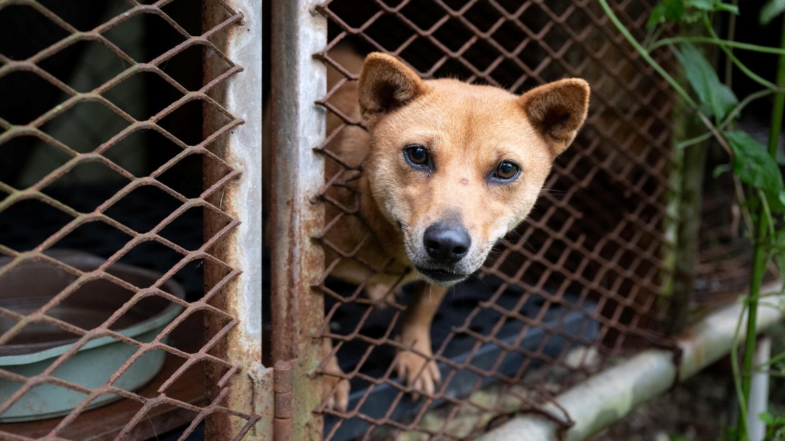 Humane World for Animals Korea (formerly HSI Korea)