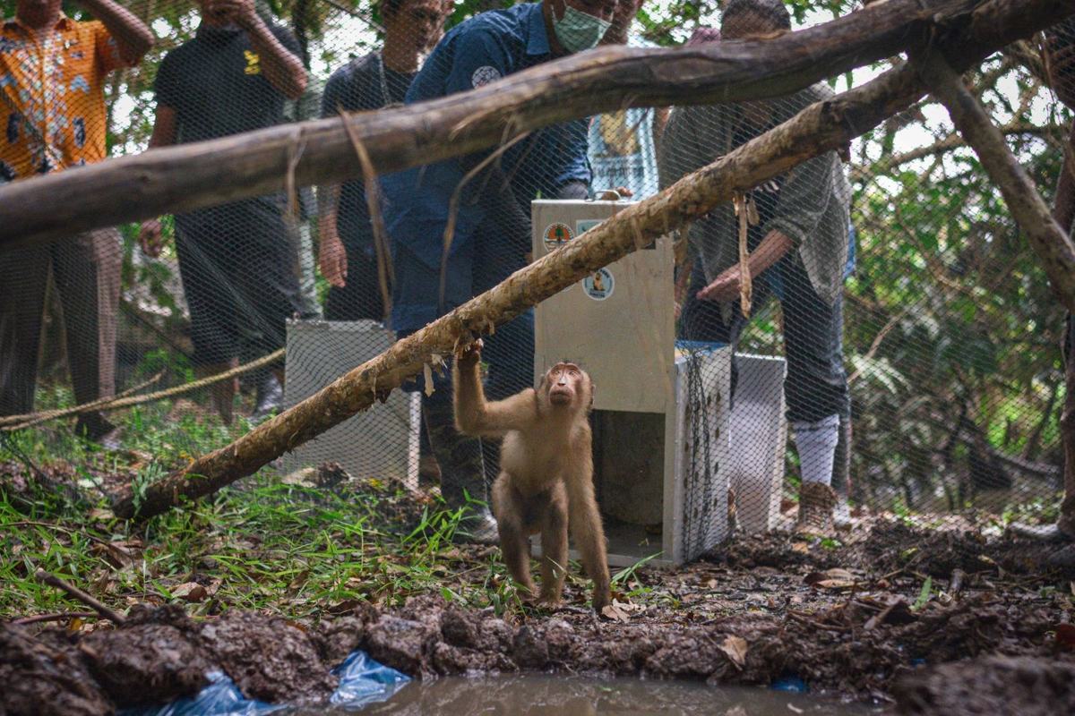 JAAN — Jakarta Animal Aid Network