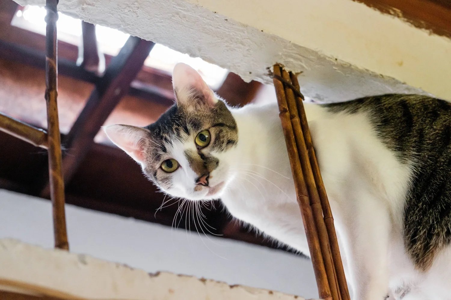 Japan Cat Network International (JCN)