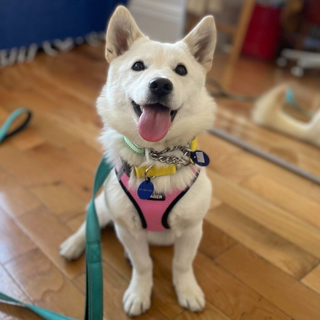 Korean K9 Rescue (KK9R)