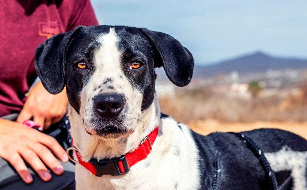 Los Cabos Humane Society