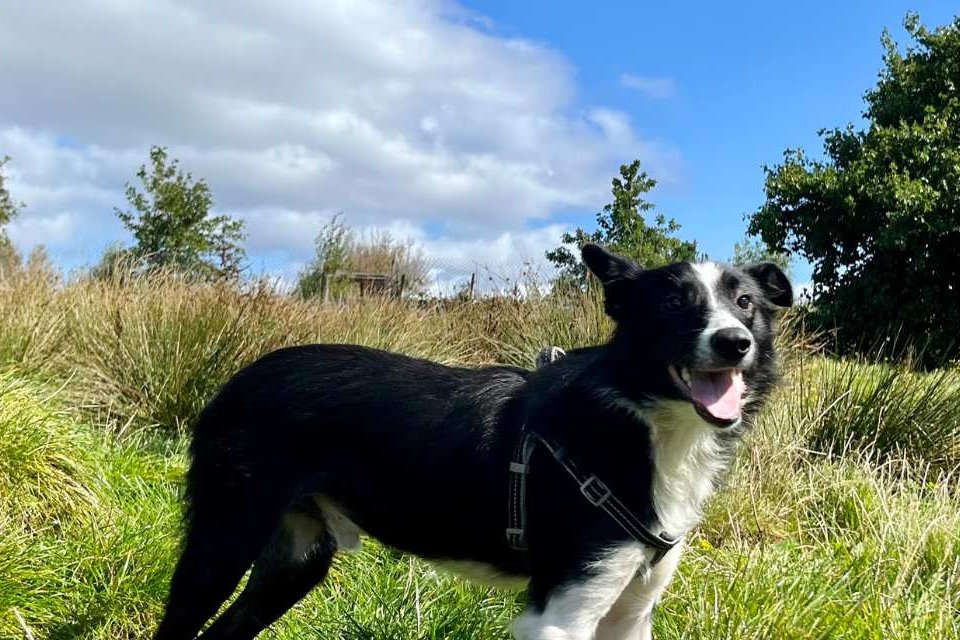 MADRA — Mutts Anonymous Dog Rescue & Adoption