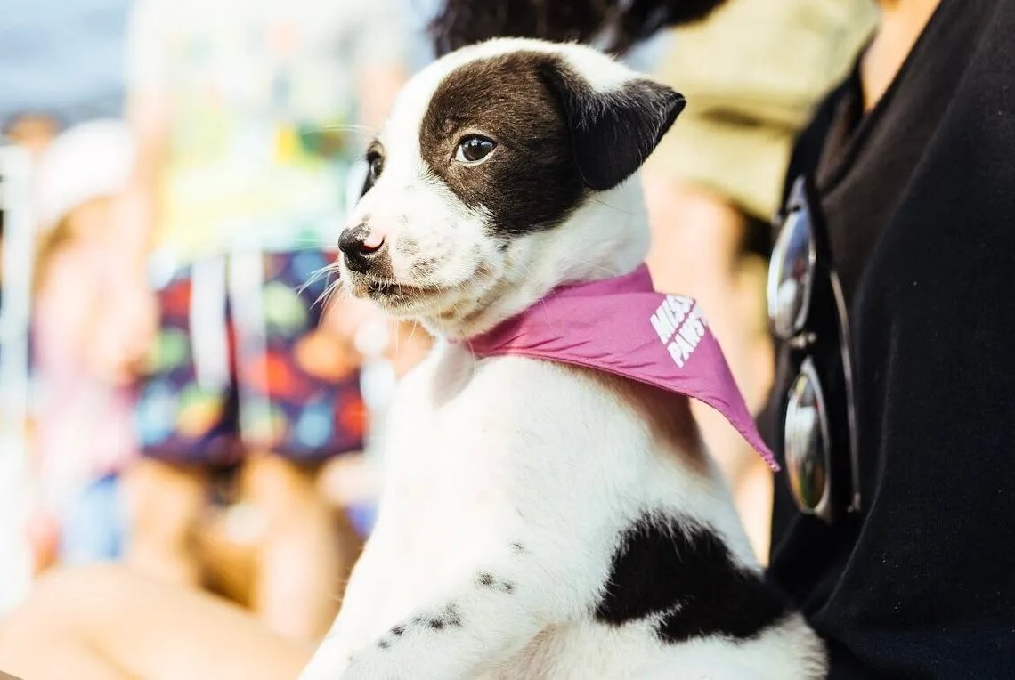 Mission Paws'ible