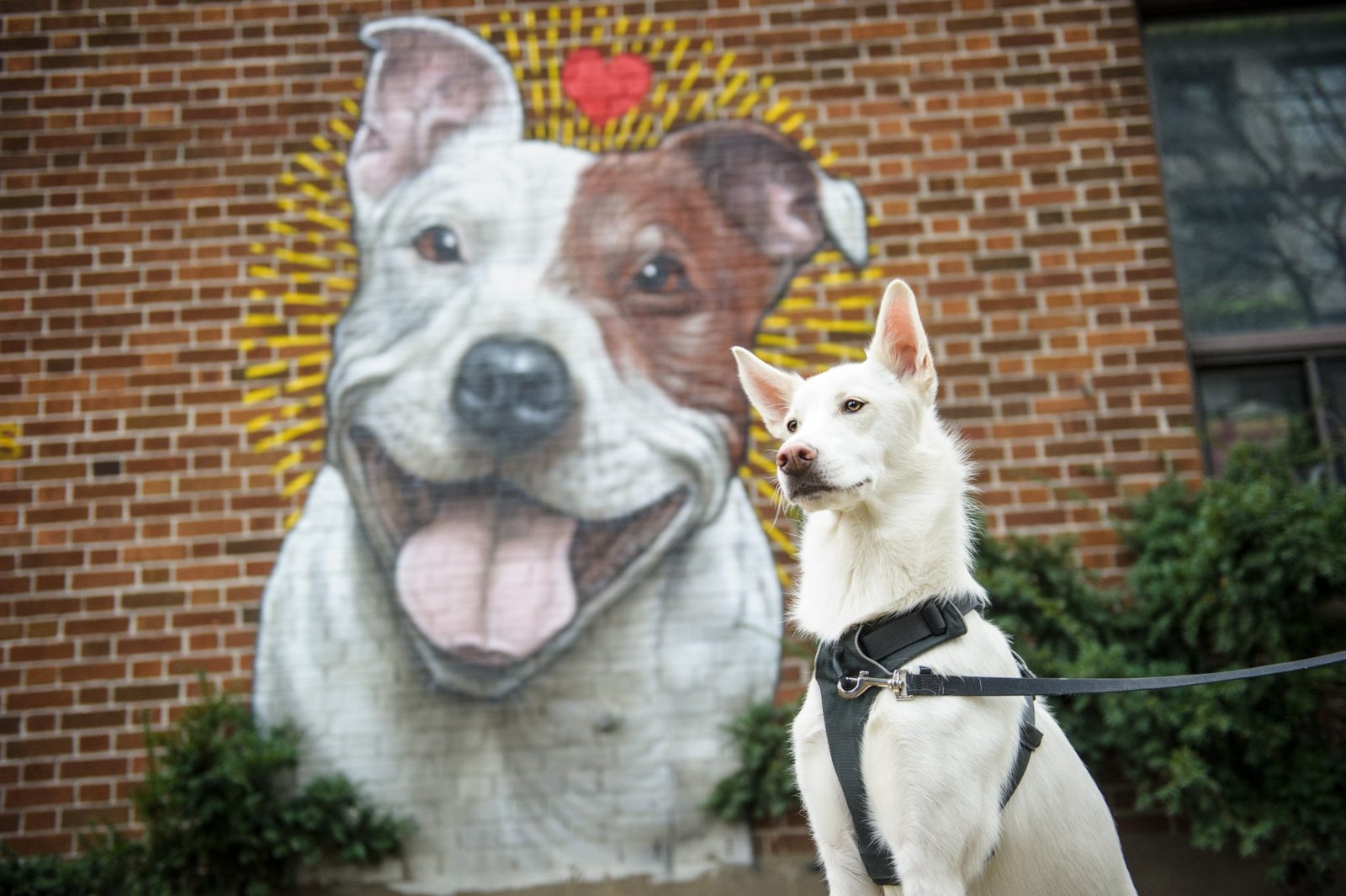 Montreal SPCA (SPCA de Montréal)