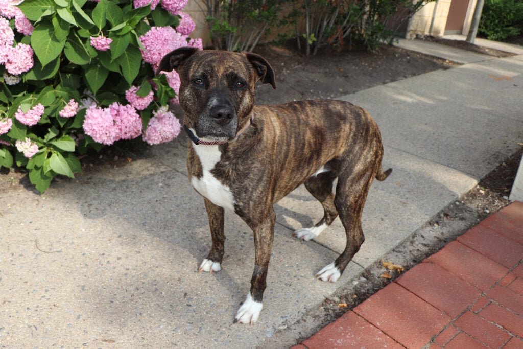 North Shore Animal League America