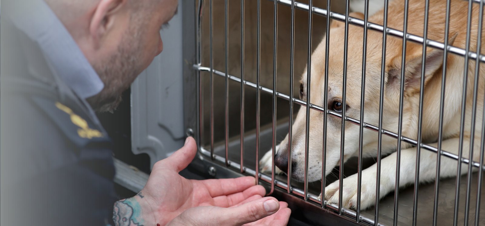 NSPCA — National Society for the Prevention of Cruelty to Animals (Ireland)