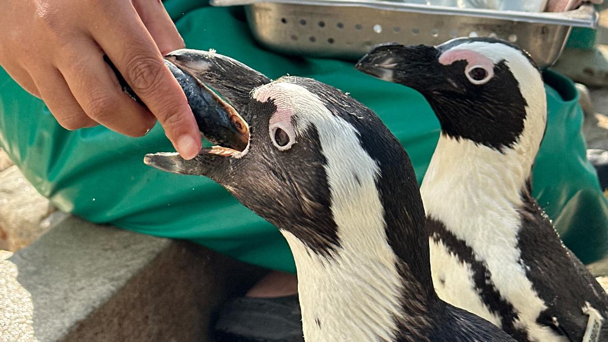 SANCCOB — Southern African Foundation for the Conservation of Coastal Birds