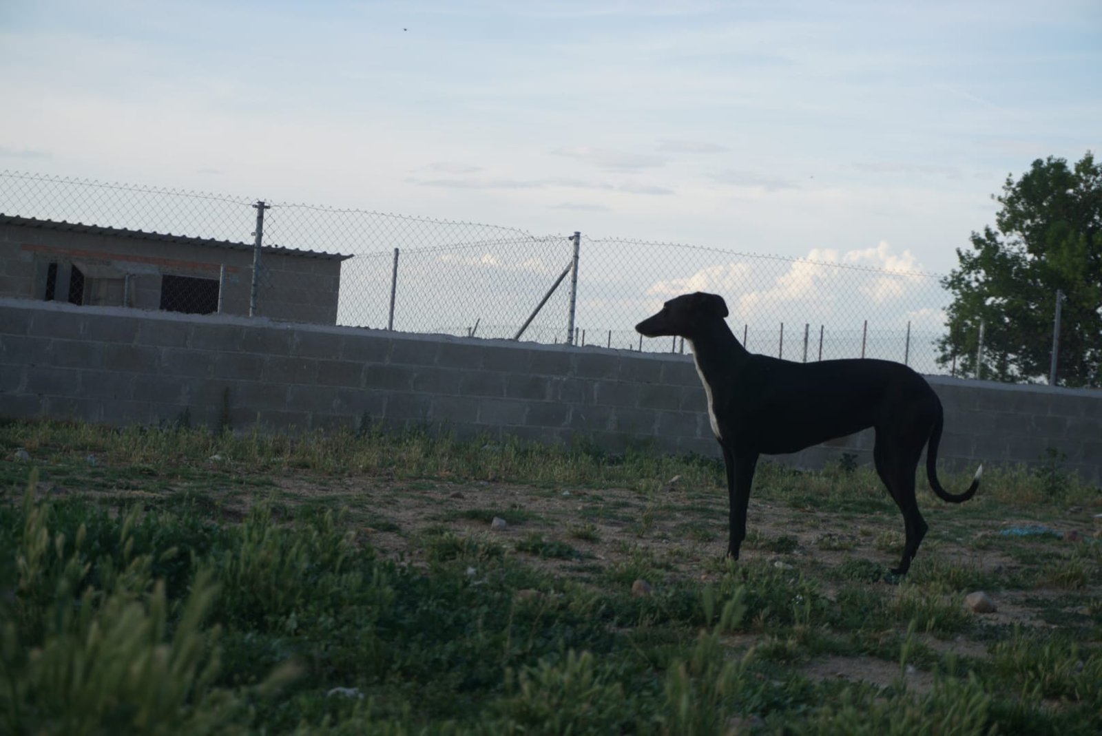 Scooby Protectora y Santuario (SPA Scooby)