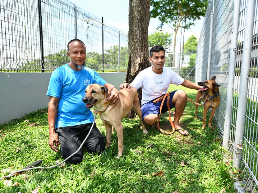 SOSD Singapore (Save Our Street Dogs)