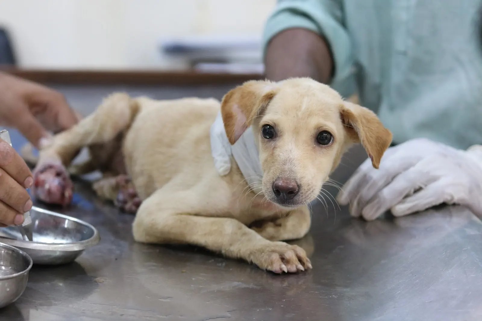 Todd's Welfare Society (TWS)